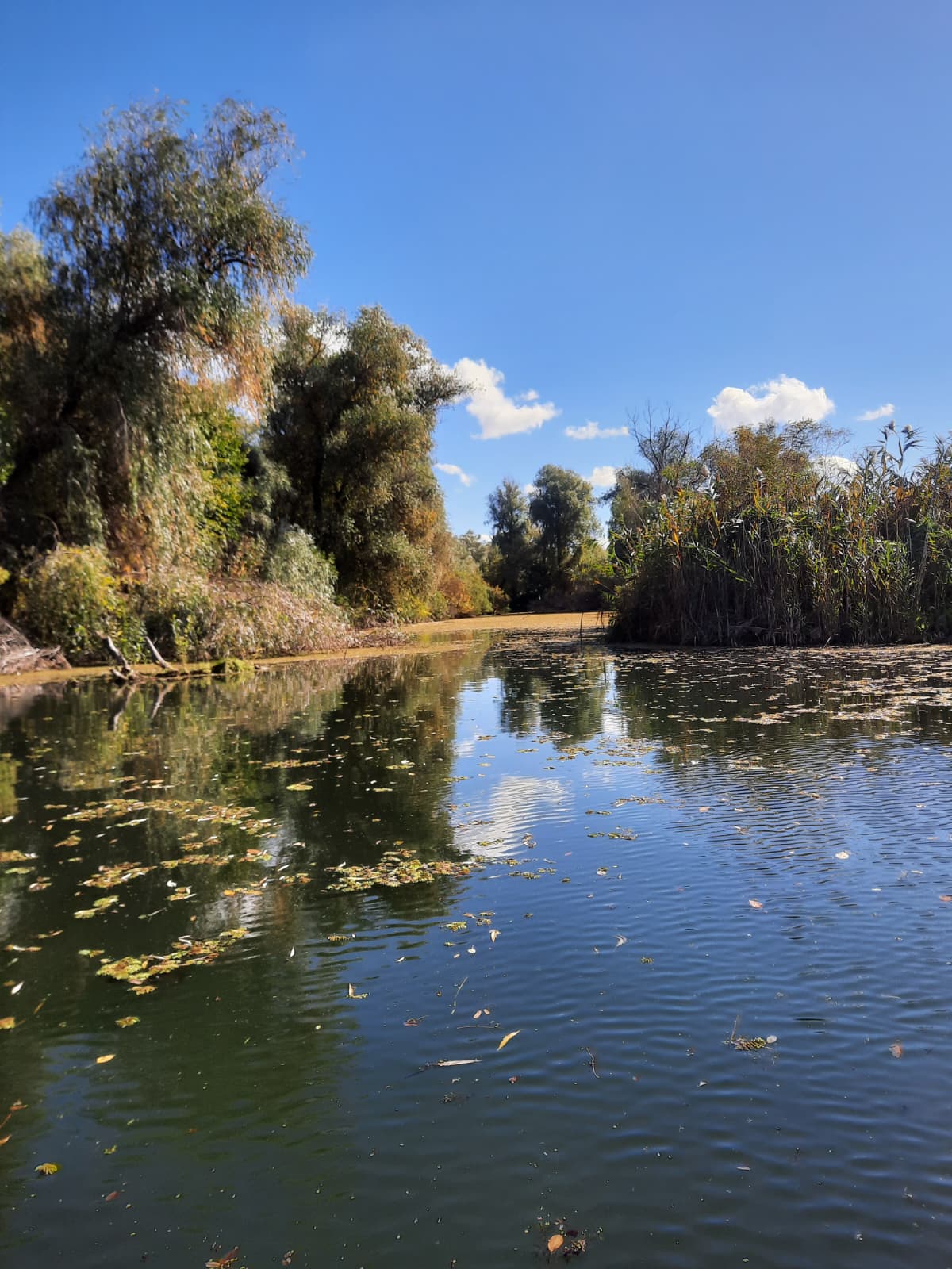 Canal liniștit în Delta Dunării, în zona Gorgova